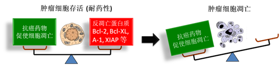 圖 1：腫瘤細胞通過反凋零蛋白產(chǎn)生耐藥性，對反凋零蛋白的抑制將改變平衡，消除腫瘤耐藥性。