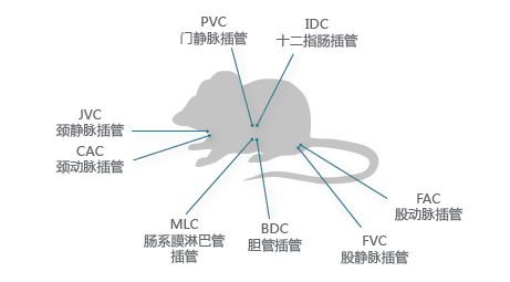 藥代動力學-小動物服務(wù)