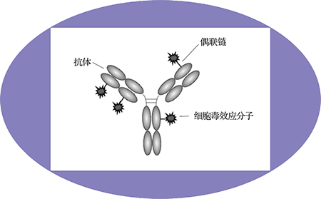 美迪西ADC臨床前服務(wù)之ADC結(jié)構(gòu)