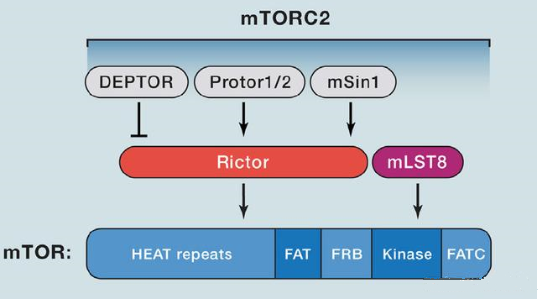 mTORC2的組成蛋白主要有Rictor、mSin1、mSLT8和Protor等