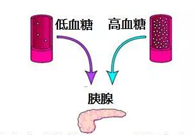 調(diào)節(jié)血糖穩(wěn)態(tài)，GK負重前行