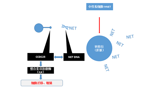 除了單純的捕獲，NET DNA與CCDC-25的結(jié)合還增強(qiáng)了癌細(xì)胞的侵襲行為，促進(jìn)了癌癥的肝轉(zhuǎn)移。
