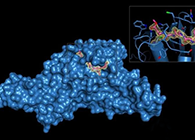 Science重磅！一種“分子剪刀”如何成為COVID-19藥物的重要靶標？