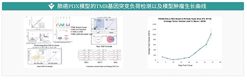肺癌PDX模型的TMB基因突變負(fù)荷檢測以及模型腫瘤生長曲線