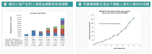 模式小鼠產(chǎn)生的人源造血細(xì)胞和免疫細(xì)胞-乳腺癌細(xì)胞在造血干細(xì)胞人源化小鼠體內(nèi)成瘤