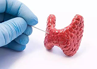 【Science速遞】揭開甲狀腺的神秘面紗，開啟代謝藥物新征程