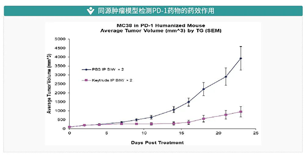 同源腫瘤模型檢測(cè)PD-1藥物的藥效作用.png
