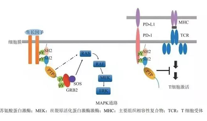 晚期惡性腫瘤患者的福音，SHP2變構抑制劑RG001片獲批臨床.png