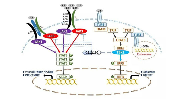 自身免疫疾病或迎新療法！美迪西助力微芯生物CS12192獲批FDA