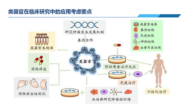 類器官在臨床研究中應(yīng)用考慮要點.jpg 類器官在臨床研究中應(yīng)用考慮要點.jpg