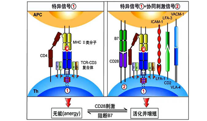 國內(nèi)首個(gè)CD19×CD3×CD28三特異性抗體獲FDA默示許可.jpg