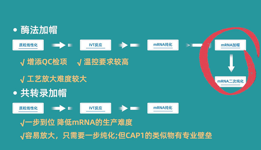 酶法加帽（兩步法）和共轉(zhuǎn)錄加帽（一步法）的方式對比