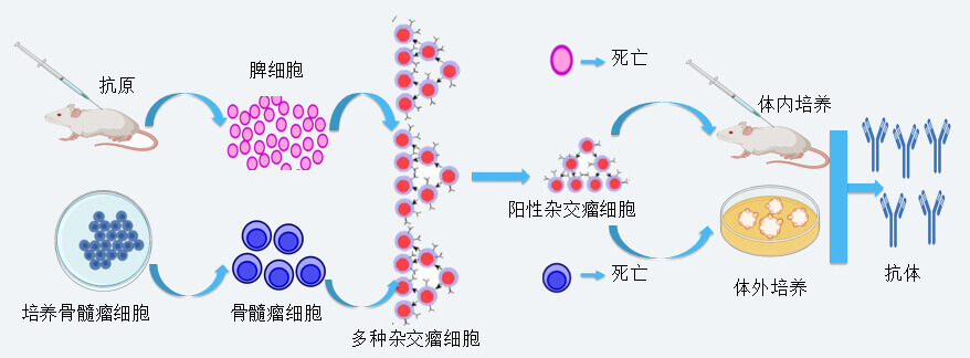 美迪西抗體開(kāi)發(fā)技術(shù)