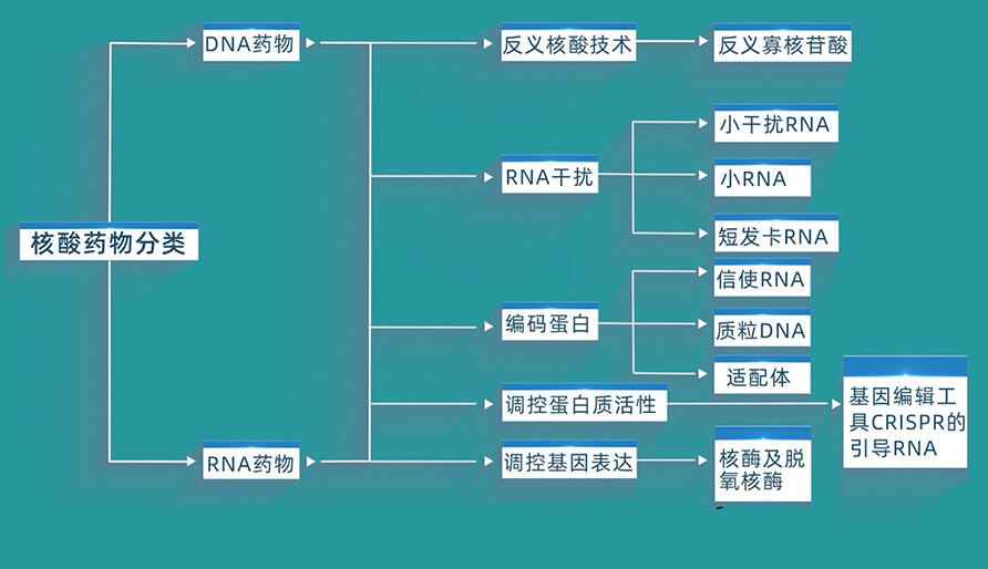 核酸藥物的分類有哪些？