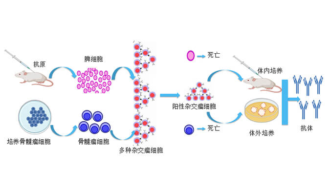 全流程抗體藥物研發(fā)——助力生物藥IND申報