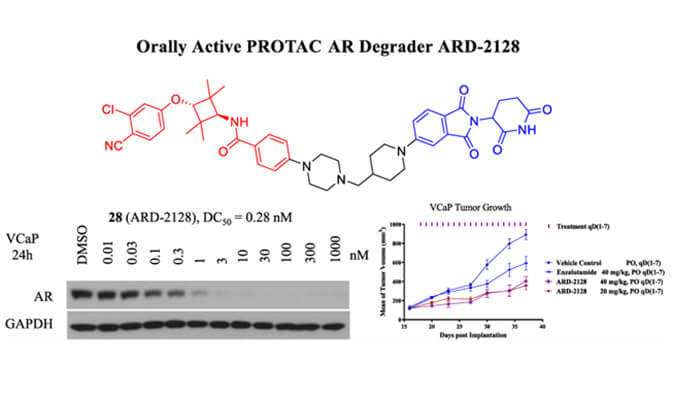 ARD-2128是一種PROTAC AR降解劑，具有出色的血漿和微粒體穩(wěn)定性，本研究中體外穩(wěn)定性和PK研究通過美迪西進行