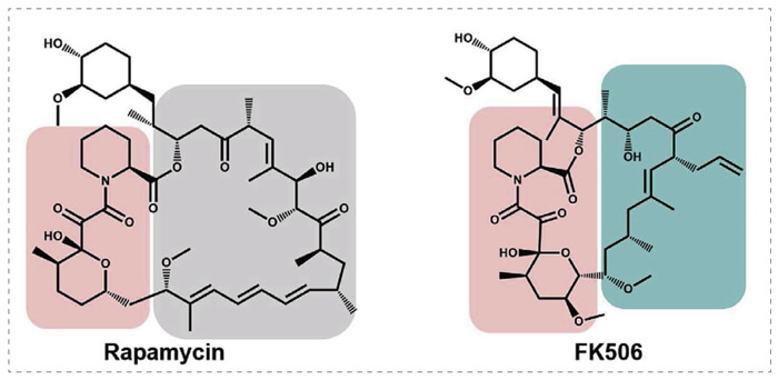 5-雷帕霉素、FK506-誘導(dǎo)的-FKBP-蛋白質(zhì)相互作用.jpg