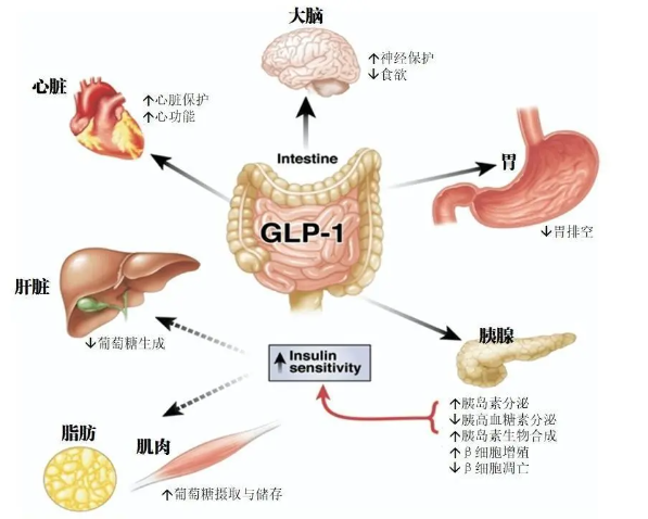 時(shí)代變了！GLP-1讓打針吃藥也能減肥成為現(xiàn)實(shí)