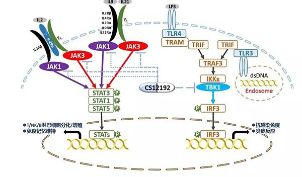 自身免疫疾病或迎新療法！美迪西助力微芯生物CS12192獲批FDA.jpg