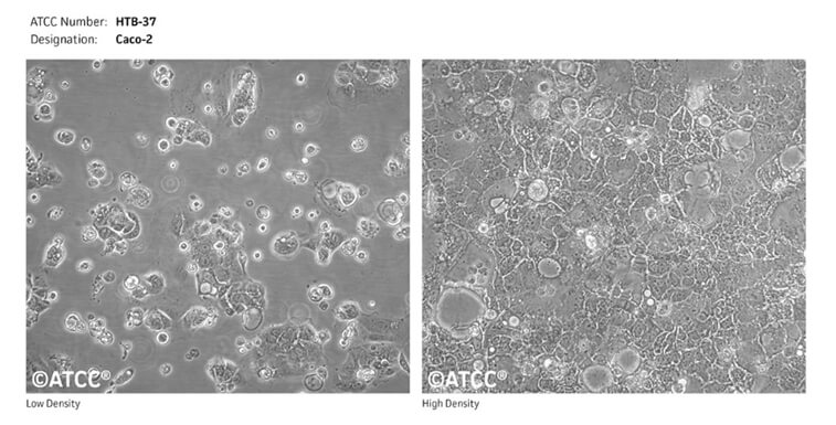 Caco-2細(xì)胞（來(lái)源--ATCC）.jpg