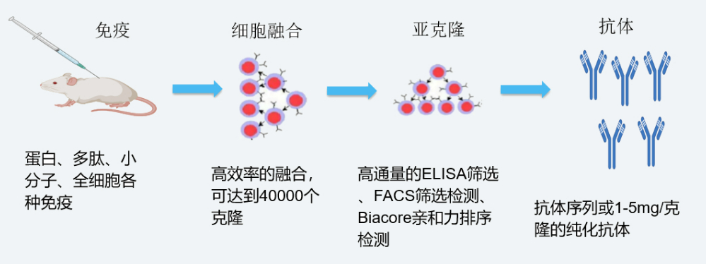 美迪西雜交瘤技術(shù)平臺(tái)開發(fā)流程