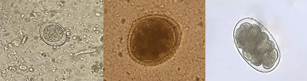 形態(tài)學(xué)檢測-糞便寄生蟲檢查.png