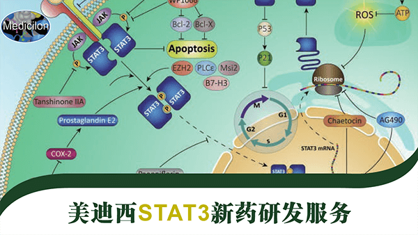 STAT3藥物靶點研發(fā)服務.png STAT3藥物靶點研發(fā)服務.png