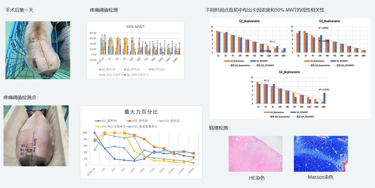 案例1：復(fù)方制劑對巴馬小型豬術(shù)后急性疼痛模型的鎮(zhèn)痛試驗(yàn).jpg