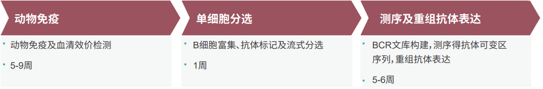 美迪西單B細(xì)胞抗體發(fā)現(xiàn)平臺(tái)