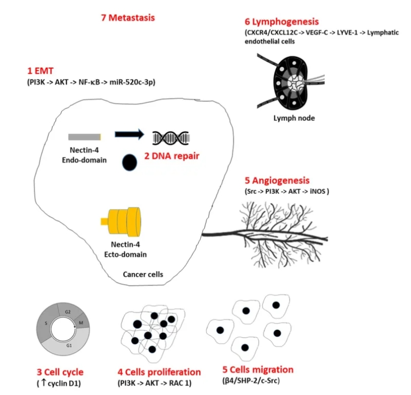 Nectin-4參與腫瘤發(fā)生和新陳代謝機(jī)制
