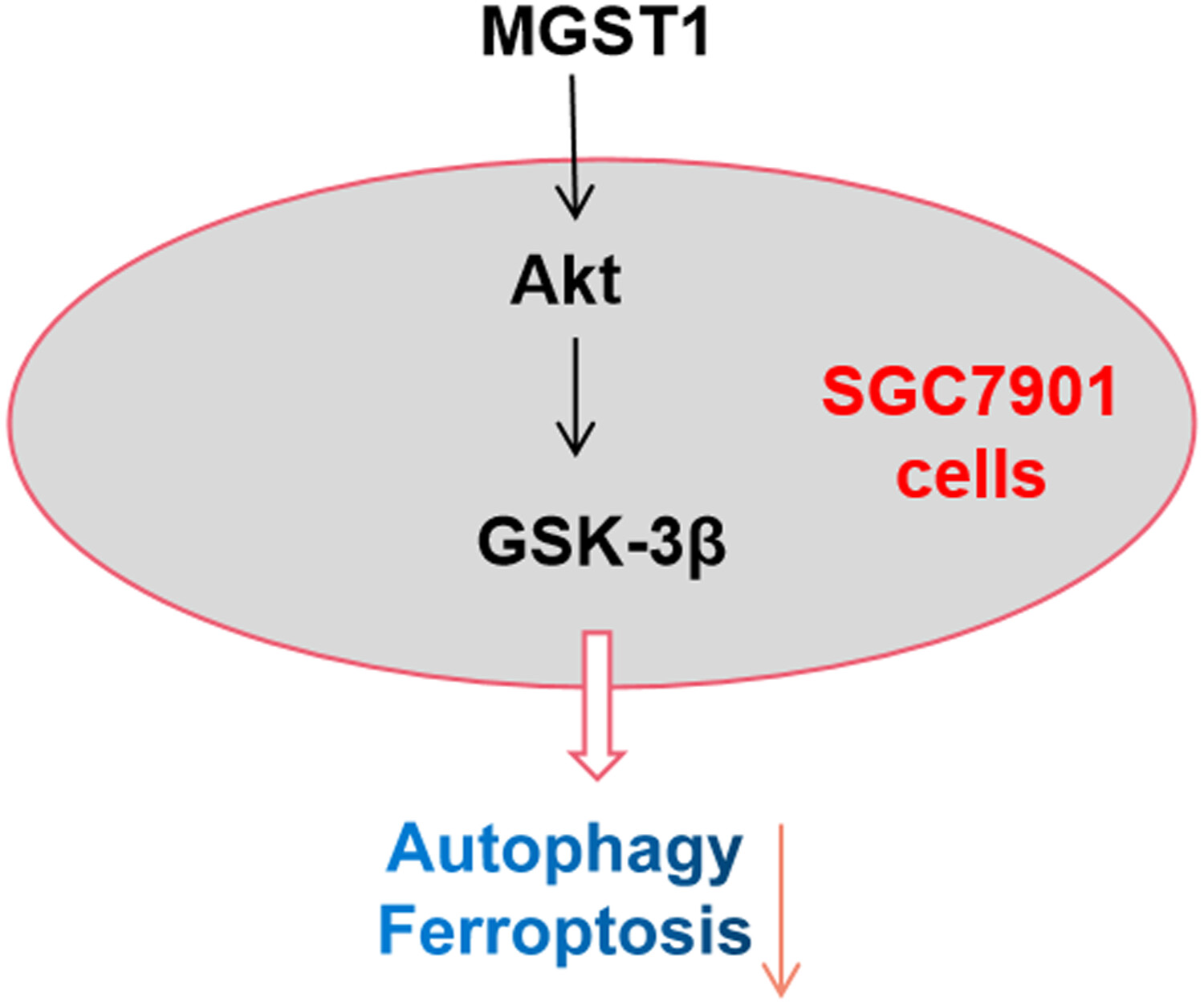MGST1過表達通過激活A(yù)kt/GSK-3β信號通路誘導(dǎo)胃癌細胞增殖，本研究中MGST1過表達等體外實驗通過美迪西進行